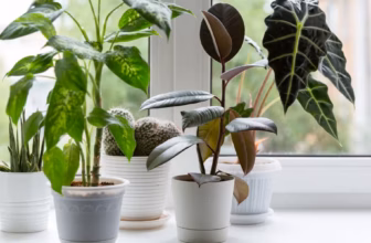 Best Indoor Plants for Beginners: Easy Plants to Grow at Home