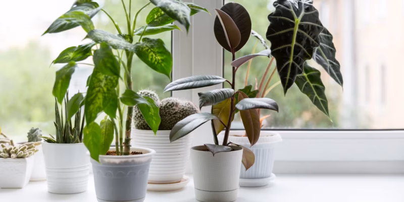 Best Indoor Plants for Beginners: Easy Plants to Grow at Home