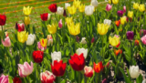 Afloral Discount Code: Unlock Secret Floral Savings 2025