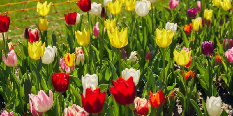 Afloral Discount Code: Unlock Secret Floral Savings 2025